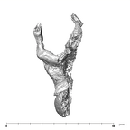 SKW 18 Paranthropus robustus right temporal inferior