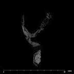 SKW 18 Paranthropus robustus right temporal internal