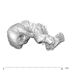 SKW 18 Paranthropus robustus right temporal lateral