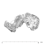 SKW 18 Paranthropus robustus right temporal medial