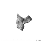 SKW 18 Paranthropus robustus right temporal posterior