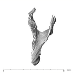 SKW 18 Paranthropus robustus right temporal superior