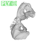 SKW 18 Paranthropus robustus right temporal ply