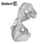 SKW 18 Paranthropus robustus right temporal ply movie