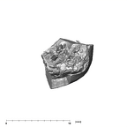 SKW 33 Paranthropus robustus URM1 apical