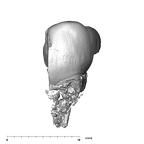 SKW 33 Paranthropus robustus URM1 buccal