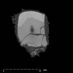 SKW 33 Paranthropus robustus URM1 internal