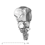 SKW 33 Paranthropus robustus URM1 lingual