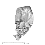 SKW 33 Paranthropus robustus URM1 mesial