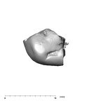 SKW 33 Paranthropus robustus URM1 occlusal