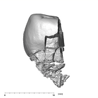 SKW 33 Paranthropus robustus URM1 posterior