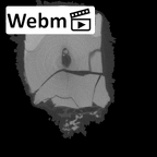 SKW 33 Paranthropus robustus URM1 ct stack movie