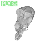 SKW 33 Paranthropus robustus URM1 ply