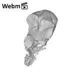 SKW 33 Paranthropus robustus URM1 ply movie