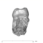 SKW 33 Paranthropus robustus URM2 anterior