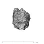 SKW 33 Paranthropus robustus URM2 apical