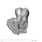 SKW 33 Paranthropus robustus URM2 buccal