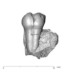 SKW 33 Paranthropus robustus URM2 lingual