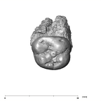SKW 33 Paranthropus robustus URM2 occlusal