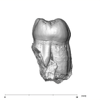 SKW 33 Paranthropus robustus URM2 posterior