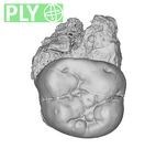 SKW 33 Paranthropus robustus URM2 ply