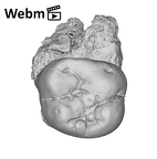 SKW 33 Paranthropus robustus URM2 ply movie