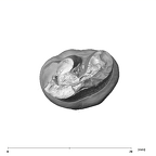 SK 100 Paranthropus robustus LRP3 apical