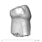 SK 100 Paranthropus robustus LRP3 distal