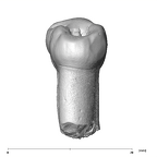 SK 100 Paranthropus robustus LRP3 lingual