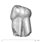 SK 100 Paranthropus robustus LRP3 mesial