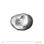 SK 100 Paranthropus robustus LRP3 occlusal