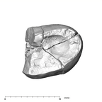 SK 101 Paranthropus robustus ULP3 apical