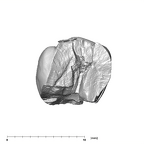 SK 101 Paranthropus robustus ULP3 buccal