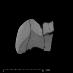 SK 101 Paranthropus robustus ULP3 internal