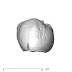 SK 101 Paranthropus robustus ULP3 lingual