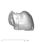 SK 101 Paranthropus robustus ULP3 mesial