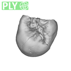 SK 101 Paranthropus robustus ULP3 ply