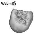 SK 101 Paranthropus robustus ULP3 ply movie