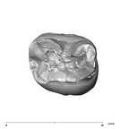 SK 102 Paranthropus robustus ULM1 apical