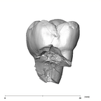 SK 102 Paranthropus robustus ULM1 buccal