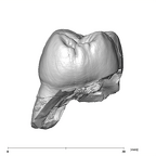 SK 102 Paranthropus robustus ULM1 distal