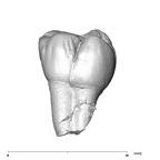 SK 102 Paranthropus robustus ULM1 lingual