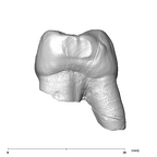 SK 102 Paranthropus robustus ULM1 mesial