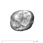 SK 102 Paranthropus robustus ULM1 occlusal