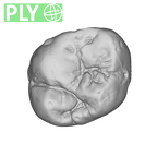 SK 102 Paranthropus robustus ULM1 ply