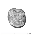 SK 104 Paranthropus robustus LRM1 apical