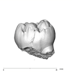SK 104 Paranthropus robustus LRM1 buccal