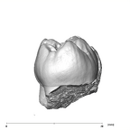 SK 104 Paranthropus robustus LRM1 distal