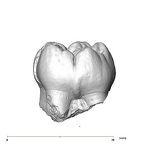 SK 104 Paranthropus robustus LRM1 lingual