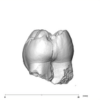 SK 104 Paranthropus robustus LRM1 mesial
